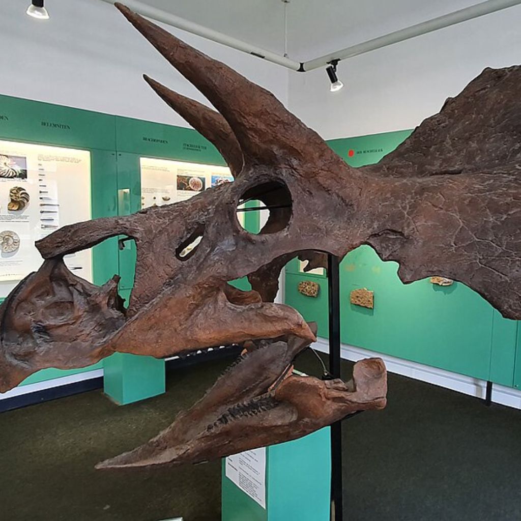 Zeitreise ins Reich der Urmeere – das Urweltmuseum Aalen